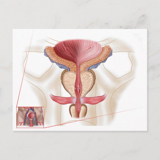 Carte Postale Anatomie de la glande prostatique (Devant)