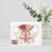 Carte Postale Anatomie de la glande prostatique (Debout devant)