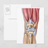 Carte Postale Anatomie De La Joint Du Genou Humain (Devant / Derrière)