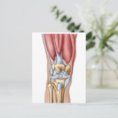 Carte Postale Anatomie De La Joint Du Genou Humain (Debout devant)