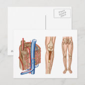 Carte Postale Anatomie De La Moelle Osseuse Humaine (Devant / Derrière)