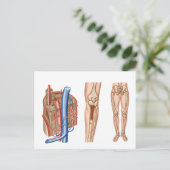 Carte Postale Anatomie De La Moelle Osseuse Humaine (Debout devant)