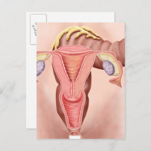 Carte Postale Anatomie de l'appareil reproducteur féminin 2 (Devant / Derrière)