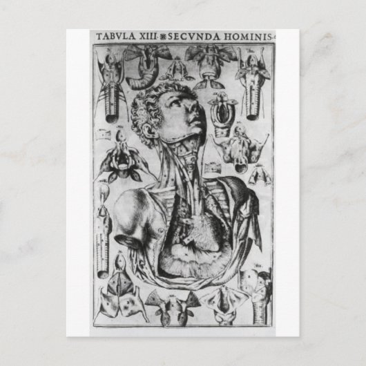 Carte Postale anatomie de l'appareil respiratoire (Devant)