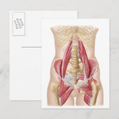 Carte Postale Anatomie De L'Iliopsoa, Les Muscles De Hip Dorsal (Devant / Derrière)