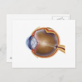 Carte Postale Anatomie De L'Oeil Humain (Devant / Derrière)