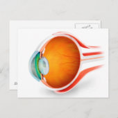 Carte Postale Anatomie De L'Oeil Humain, Perspective (Devant / Derrière)