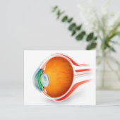 Carte Postale Anatomie De L'Oeil Humain, Perspective (Debout devant)