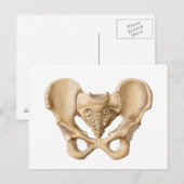 Carte Postale Anatomie De L'Os Pelvique Humain 1 (Devant / Derrière)
