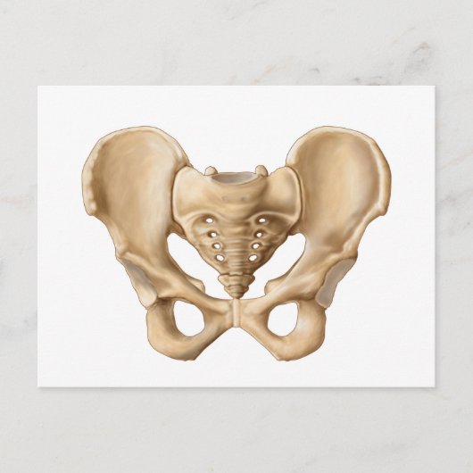 Carte Postale Anatomie De L'Os Pelvique Humain 1 (Devant)
