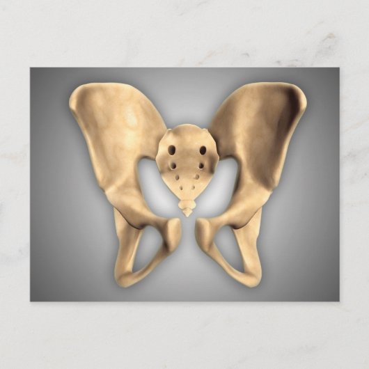 Carte Postale Anatomie De L'Os Pelvique Humain 2 (Devant)