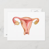 Carte Postale Anatomie De L'Utérus Féminin 1 (Devant / Derrière)