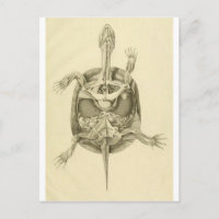 Anatomie de tortue biologique vintage