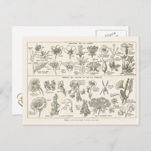 Carte Postale Anatomie des fleurs (Devant / Derrière)