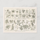 Carte Postale Anatomie des fleurs (Devant)