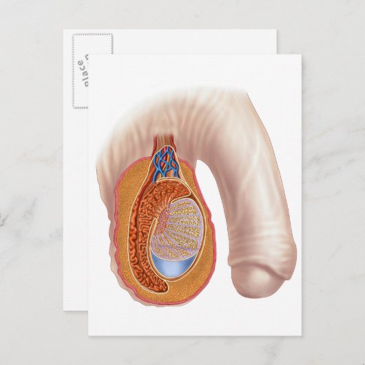Carte Postale Anatomie Des Hommes Testis (Devant / Derrière)