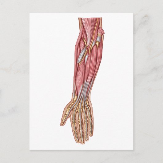 Carte Postale Anatomie Des Muscles D'Avant-Arme Humains 1 (Devant)