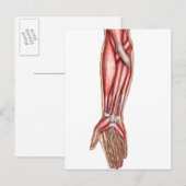Carte Postale Anatomie Des Muscles D'Avant-Arme Humains 2 (Devant / Derrière)