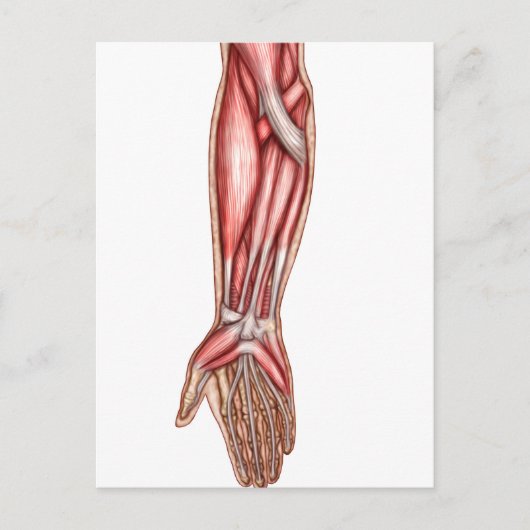 Carte Postale Anatomie Des Muscles D'Avant-Arme Humains 2 (Devant)