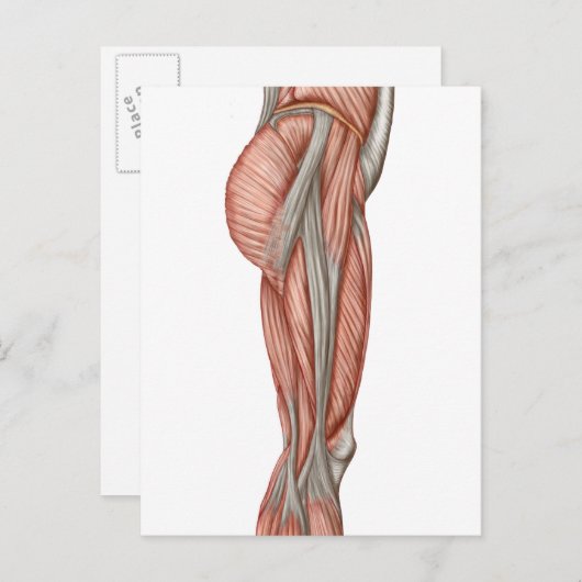 Carte Postale Anatomie Des Muscles De Cuisse Humains, Vue Antéri (Devant / Derrière)