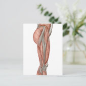 Carte Postale Anatomie Des Muscles De Cuisse Humains, Vue Antéri (Debout devant)