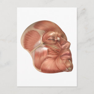 Carte Postale Anatomie Des Muscles Du Visage Humain