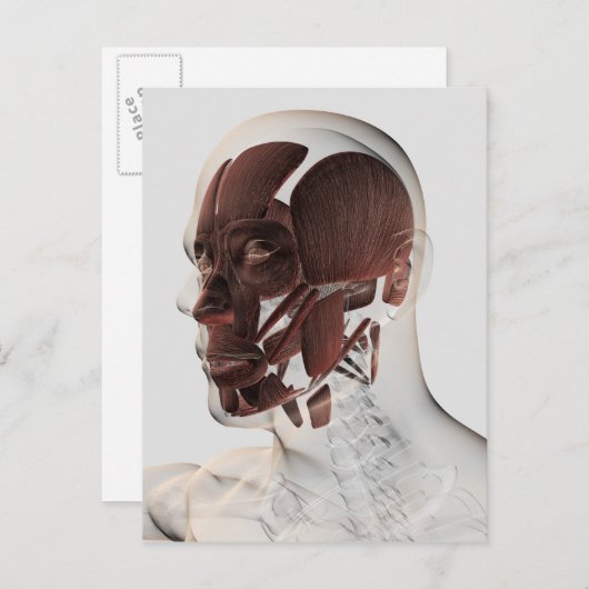 Carte Postale Anatomie Des Muscles Faciaux Hommes, Vue De Côté (Devant / Derrière)