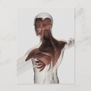 Carte Postale Anatomie Des Muscles Masculins Dans Le Corps Supér