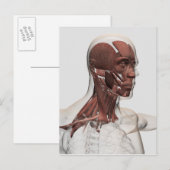 Carte Postale Anatomie des muscles masculins de massage facial (Devant / Derrière)