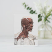 Carte Postale Anatomie des muscles masculins de massage facial (Debout devant)