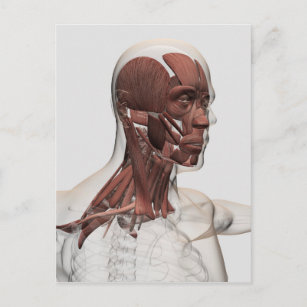 Carte Postale Anatomie des muscles masculins de massage facial