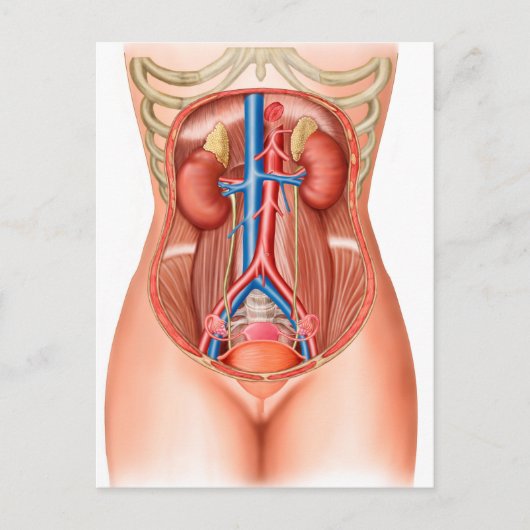 Carte Postale Anatomie Des Organes Humains (Devant)