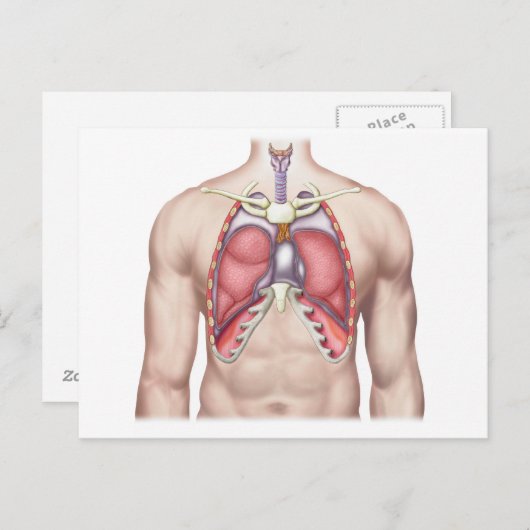 Carte Postale Anatomie Des Poumons Humains En Situ (Devant / Derrière)