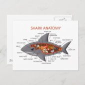 Carte Postale Anatomie des requins (Devant / Derrière)