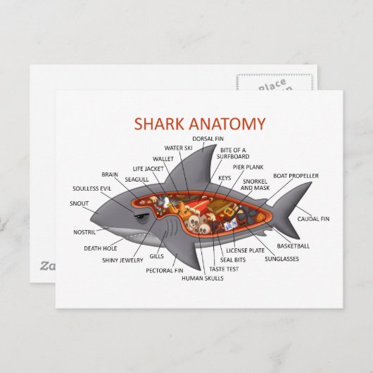 Carte Postale Anatomie des requins (Devant / Derrière)