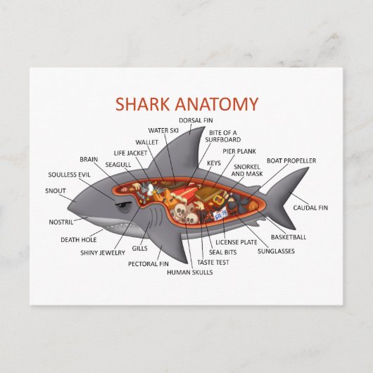 Carte Postale Anatomie des requins (Devant)