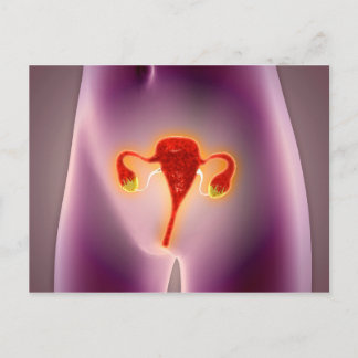 Carte Postale Anatomie Du Corps Féminin Avec Utérus