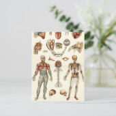 Carte Postale Anatomie du corps humain (Debout devant)