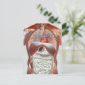 Carte Postale Anatomie du corps humain (Debout devant)