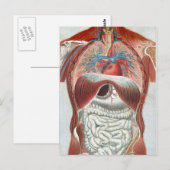 Carte Postale Anatomie du corps humain (Devant / Derrière)