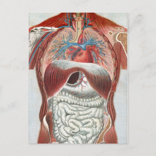 Carte Postale Anatomie du corps humain (Devant)