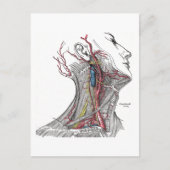 Carte Postale Anatomie du cou (Devant)