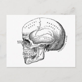 Carte Postale Anatomie du crâne