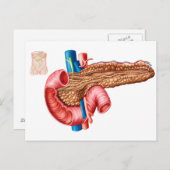 Carte Postale Anatomie du pancréas (Devant / Derrière)