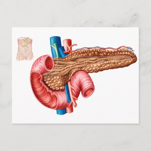 Carte Postale Anatomie du pancréas (Devant)