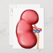 Carte Postale Anatomie Du Rein Humain (Devant / Derrière)