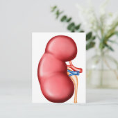 Carte Postale Anatomie Du Rein Humain (Debout devant)