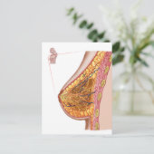 Carte Postale Anatomie Du Sein Féminin (Debout devant)