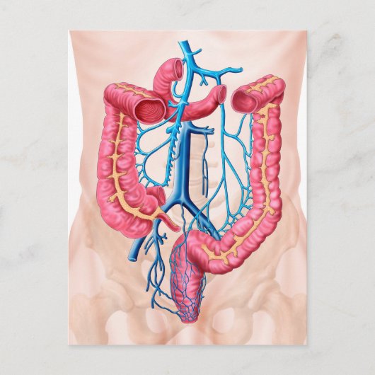 Carte Postale Anatomie Du Système De Veine Abdominale Humaine (Devant)