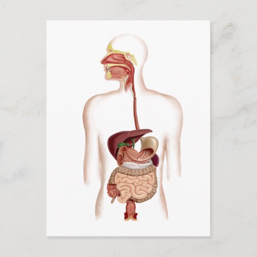 Carte Postale Anatomie Du Système Digestif Humain (Devant)